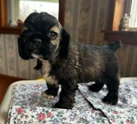 American Cocker Spaniel Puppies for sale in Newfield, NJ 08344, USA. price: $1,100