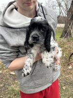 American Cocker Spaniel Puppies for sale in Red Wing, Minnesota. price: $1,000