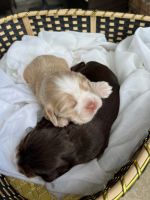 American Cocker Spaniel Puppies Photos