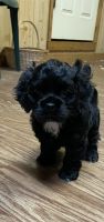 American Cocker Spaniel Puppies for sale in Hosford, Florida. price: $1,000