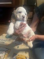 American Cocker Spaniel Puppies for sale in Greensboro, North Carolina. price: $700