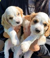 American Cocker Spaniel Puppies for sale in Palo Alto, California. price: $1,500