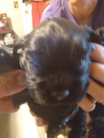 American Cocker Spaniel Puppies for sale in Payson, AZ 85541, USA. price: $1,500
