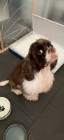 American Cocker Spaniel Puppies for sale in 401 MacPherson Rd, Singapore 368125. price: $7,000