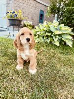 American Cocker Spaniel Puppies for sale in Oshawa, ON, Canada. price: $1,000