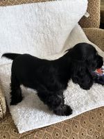 American Cocker Spaniel Puppies for sale in Greer, SC, USA. price: NA
