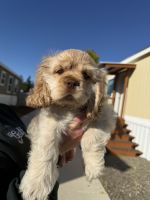 American Cocker Spaniel Puppies for sale in Eugene, OR, USA. price: $600