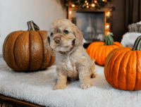 American Cocker Spaniel Puppies for sale in Graham, WA 98338, USA. price: $2,500