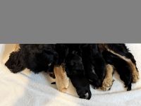 American Cocker Spaniel Puppies for sale in Seattle, WA, USA. price: $2,500