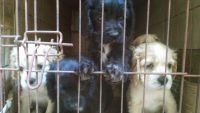 American Cocker Spaniel Puppies for sale in Baguio, Benguet, Philippines. price: 6000 PHP