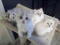American Curl Cats for sale in Vernon Hill, VA 24597, USA. price: $300