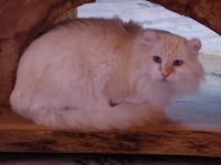 American Curl Cats for sale in Houston, TX, USA. price: NA