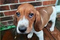 American English Coonhound Puppies Photos