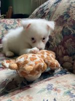 American Eskimo Dog Puppies for sale in Leetonia, OH 44431, USA. price: $550
