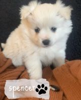 American Eskimo Dog Puppies for sale in Pryor, OK 74361, USA. price: $900