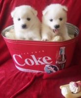 American Eskimo Dog Puppies for sale in Orange County, CA, USA. price: $1,200