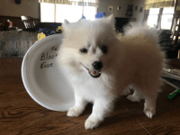 American Eskimo Dog Puppies for sale in ON-401, Ontario, Canada. price: $2,000