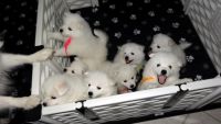 American Eskimo Dog Puppies for sale in Redlands, CA, USA. price: $2,100
