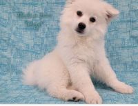 American Eskimo Dog Puppies for sale in Des Moines, IA, USA. price: $800