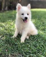 American Eskimo Dog Puppies for sale in New York, NY, USA. price: $500
