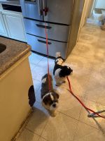 American Eskimo Dog Puppies for sale in New York City, New York. price: $2,500