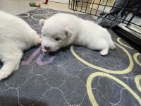 American Eskimo Dog Puppies for sale in Hesperia, CA, USA. price: NA