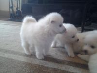 American Eskimo Dog Puppies for sale in Vancouver, WA, USA. price: $700