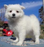 American Eskimo Dog Puppies for sale in Vancouver, BC, Canada. price: $500