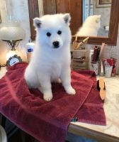 American Eskimo Dog Puppies for sale in Houston, TX, USA. price: $400