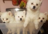 American Eskimo Dog Puppies for sale in Charleston, WV, USA. price: $400