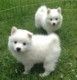 American Eskimo Dog Puppies for sale in Cheyenne, WY, USA. price: $400