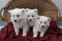 American Eskimo Dog Puppies for sale in Atlanta, GA, USA. price: $400