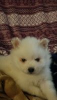 American Eskimo Dog Puppies for sale in Centreville, MI 49032, USA. price: $850