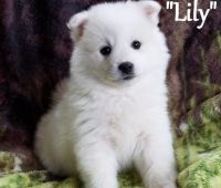 American Eskimo Dog Puppies for sale in Flint, MI 48504, USA. price: $500