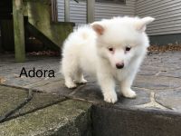 American Eskimo Dog Puppies for sale in Leetonia, OH 44431, USA. price: $475