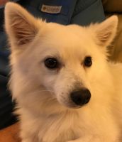 American Eskimo Dog Puppies for sale in Port St. Lucie, FL, USA. price: $500