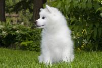 American Eskimo Dog Puppies for sale in New York, NY 10013, USA. price: $500