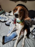 American Foxhound Puppies for sale in King, NC, USA. price: NA