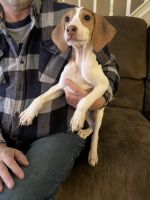 American Foxhound Puppies for sale in York, Pennsylvania. price: $400