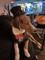 American Foxhound Puppies for sale in Alexandria, VA 22304, USA. price: $1,000