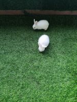 American Fuzzy Lop Rabbits Photos