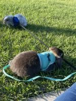 American Fuzzy Lop Rabbits for sale in Palm Bay, FL, USA. price: $125