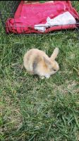 American Fuzzy Lop Rabbits Photos