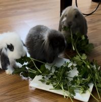 American Fuzzy Lop Rabbits for sale in Hallandale, Florida. price: $100