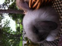 American Fuzzy Lop Rabbits for sale in Smithville, TX 78957, USA. price: $150