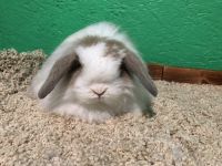 American Fuzzy Lop Rabbits for sale in Lake Orion, Orion Charter Township, MI 48362, USA. price: $30