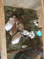 American Fuzzy Lop Rabbits for sale in Middleton, ID 83644, USA. price: $15