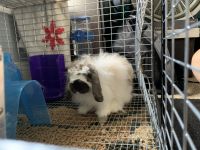 American Fuzzy Lop Rabbits for sale in Cleveland, OH 44109, USA. price: $100