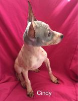 American Hairless Terrier Puppies for sale in Catawissa, MO 63015, USA. price: $1,000