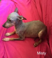 American Hairless Terrier Puppies for sale in Catawissa, MO 63015, USA. price: $1,000